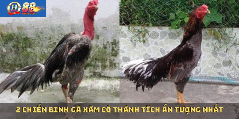 2 chiến binh gà xám có thành tích ấn tượng nhất