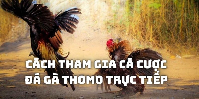 Cách vào mỗi trận đấu kê xanh chín tại QH88 để cá độ