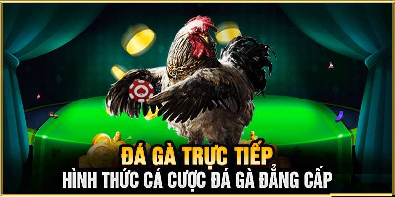 Xem đá gà cựa cực đá tại chuyên mục live QH88