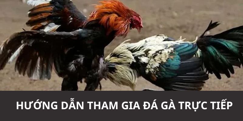 Hướng dẫn chi tiết người chơi tham gia chơi tại nhà cái