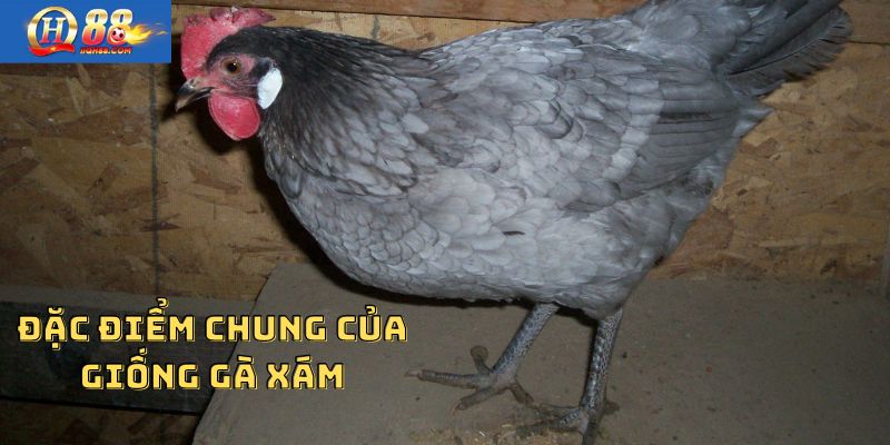 Đặc điểm chung của giống gà xám