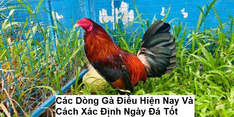 Tìm hiểu về giống gà điều