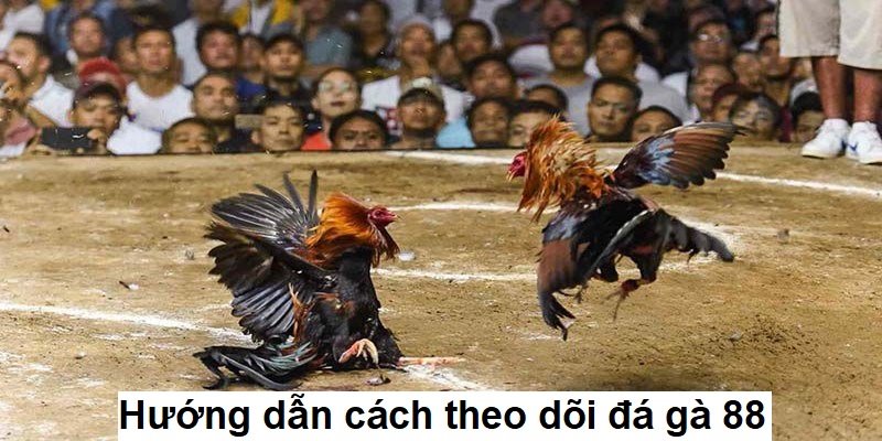 Hướng dẫn cách theo dõi đá gà 88