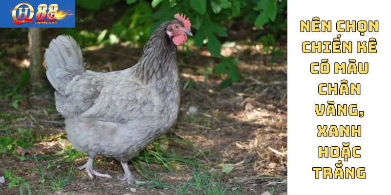 Nên chọn chiến kê có màu chân vàng, xanh hoặc trắng