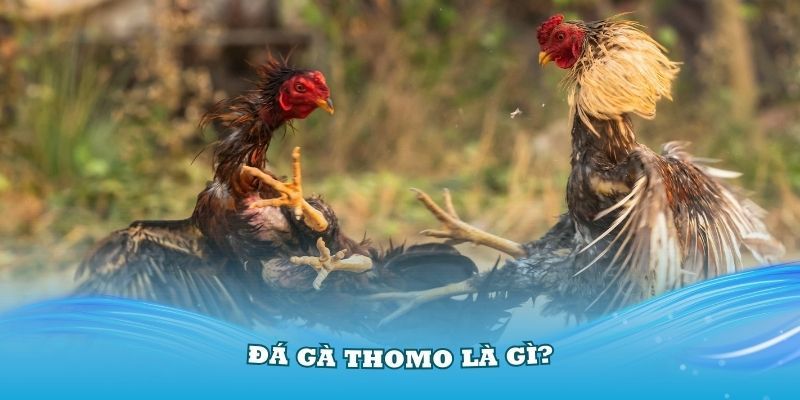 Thông tin tổng quan về giải đá gà Thomo đình đám tại QH88