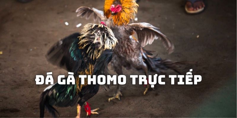 Thông tin chung về dòng game đá gà Thomo trực tiếp