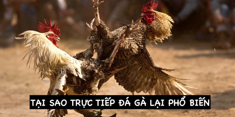 Lý do đá gà trực tiếp lại phổ biến