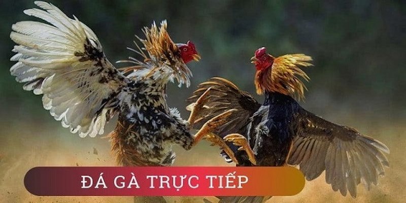 Tìm hiểu thông tin về trực tiếp đá gà Thomo